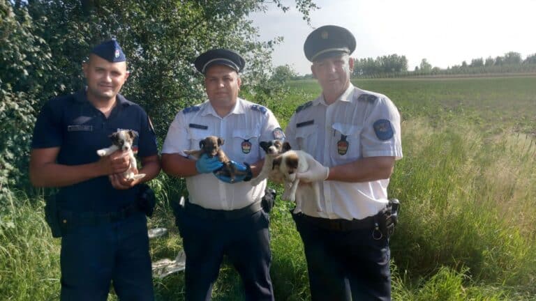 Szabadnapos rendőr mentette meg az erdő szélén kitett kiskutyák életét 9 rendőrök a mentett kuytákkal