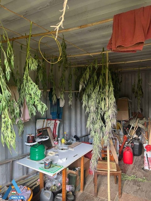 22 kg fűhöz vezettek a Hollandiából rendelt cannabismagok 1 XIV 1