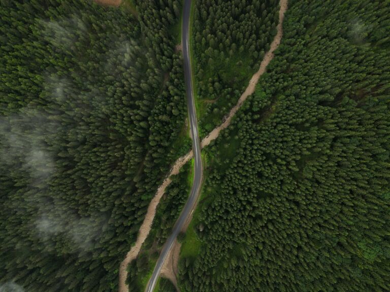 aerial view of green trees and road