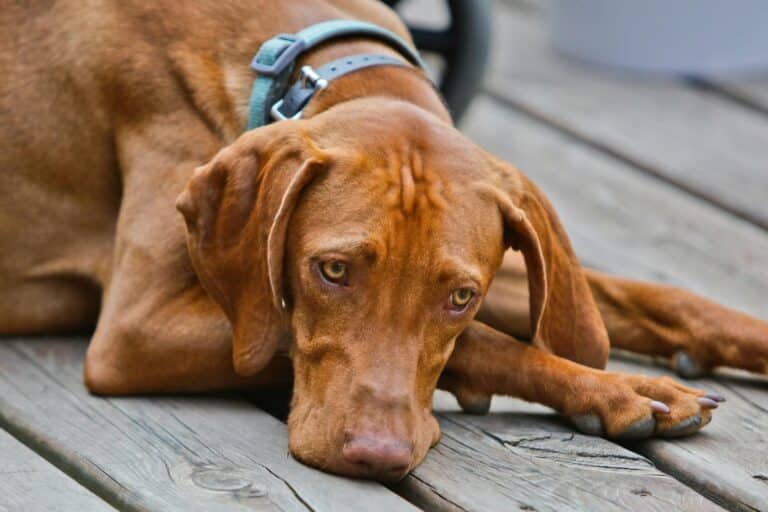 magyar vizsla