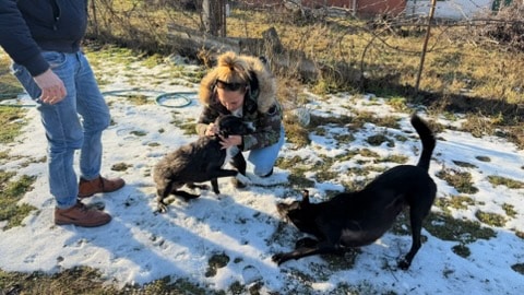 12 nap után előkerült kutyák