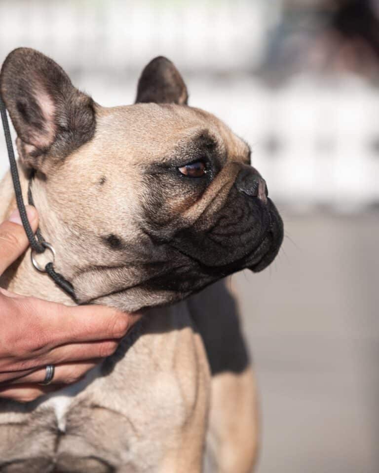 Adorable French Bulldog in a close-up view with a handler's hand visible.