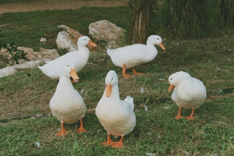 a group of ducks standing on top of a grass covered field
