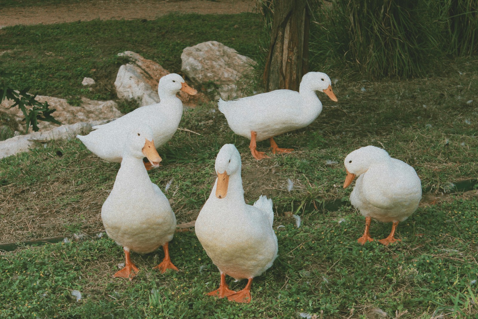a group of ducks standing on top of a grass covered field