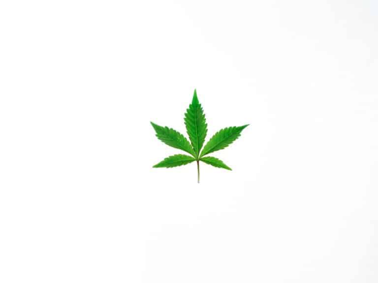 A single green cannabis leaf isolated on a clean white background.