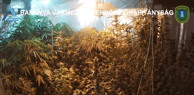komlói marihuána lefoglalás