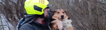 Jégen rekedt kutyát mentettek ki a Tiszából Timárnál