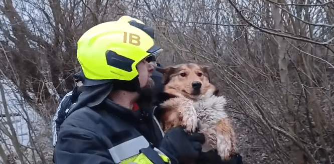 Jégen rekedt kutyát mentettek ki a Tiszából Timárnál