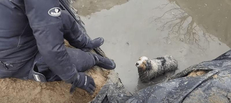 Esővízgyűjtő medencébe csúszott kutyát mentettek