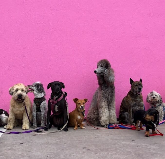 litter of dogs fall in line beside wall