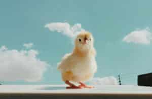 a small chicken standing on top of a roof