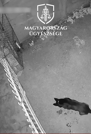 kamerafelvétel a kutyáról