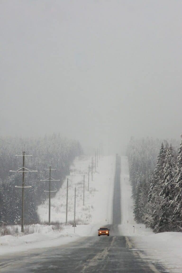 snow covered trees and road