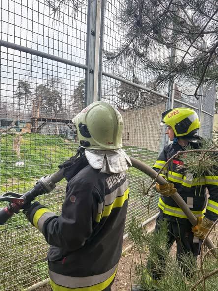 Tűzoltók biztosították a debreceni oroszlánok első találkozását