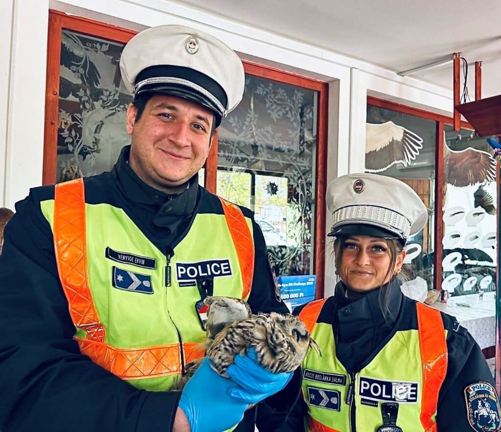 Autópálya-rendőrök mentették meg egy sérült fülesbagoly életét