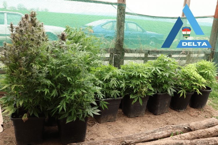 Rajtaütés Hásságyon: lecsaptak a pécsi ültetvényesre