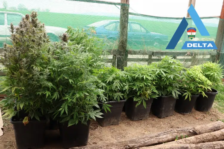 Rajtaütés Hásságyon: lecsaptak a pécsi ültetvényesre