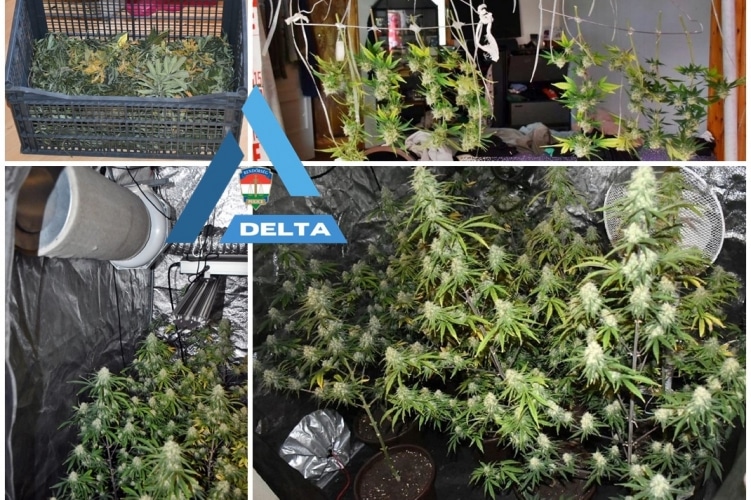 Kapcsolati erőszak buktatta le a fűtermesztőt