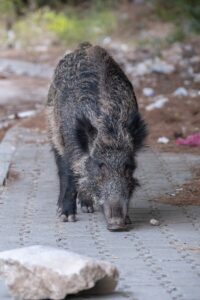 A wild boar strolling along a paved pathway in an urban setting, showcasing wildlife in the city.