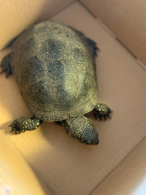 Teknős lassította a forgalmat Mezőkövesdnél