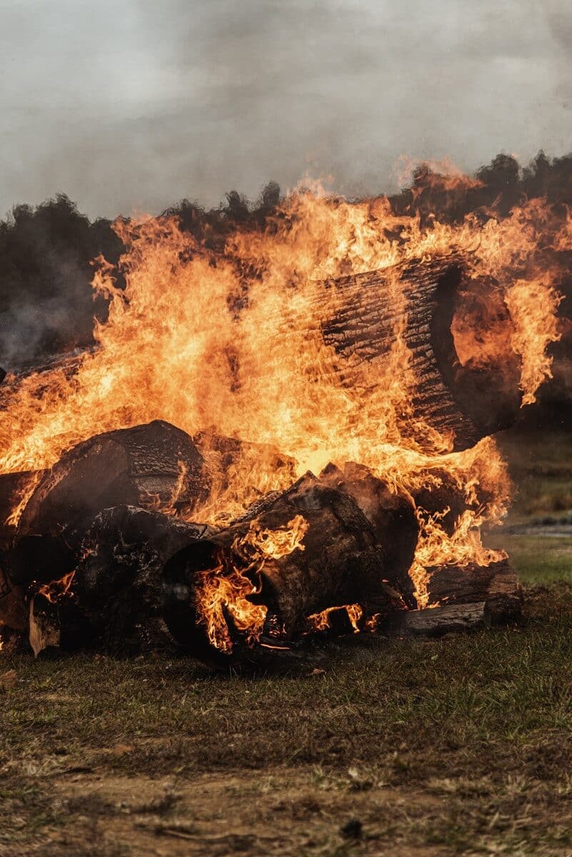 brown and black fire on green grass field