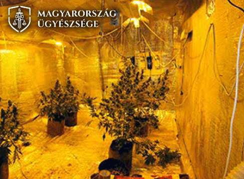Disznóólban termesztette a füvet egy díler
