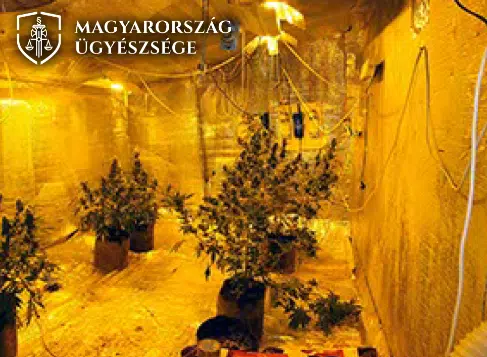 Disznóólban termesztette a füvet egy díler