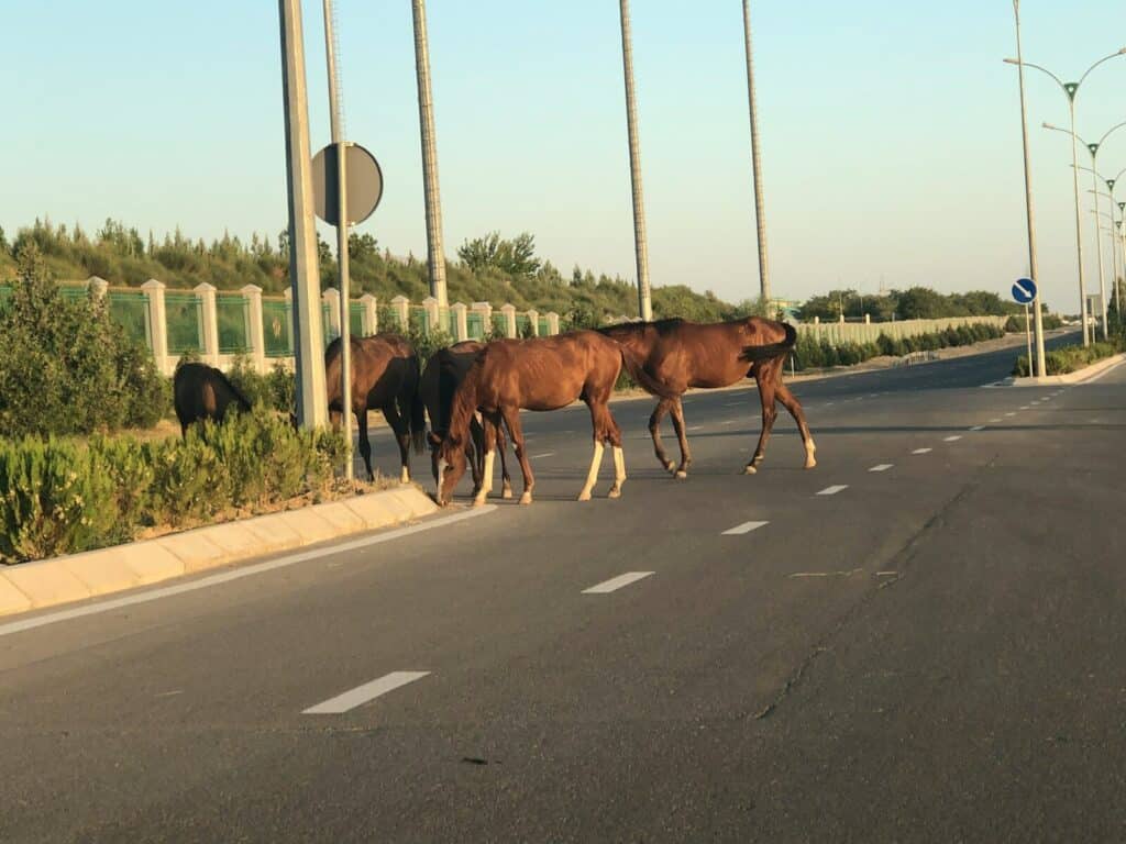 Halálos balesetet okoztak a kiszökött lovak a 26-os főúton