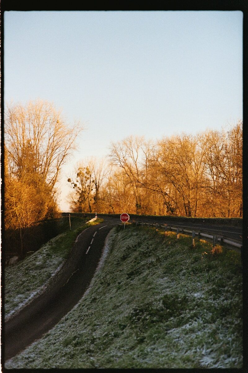 A winding road with a stop sign under golden trees.