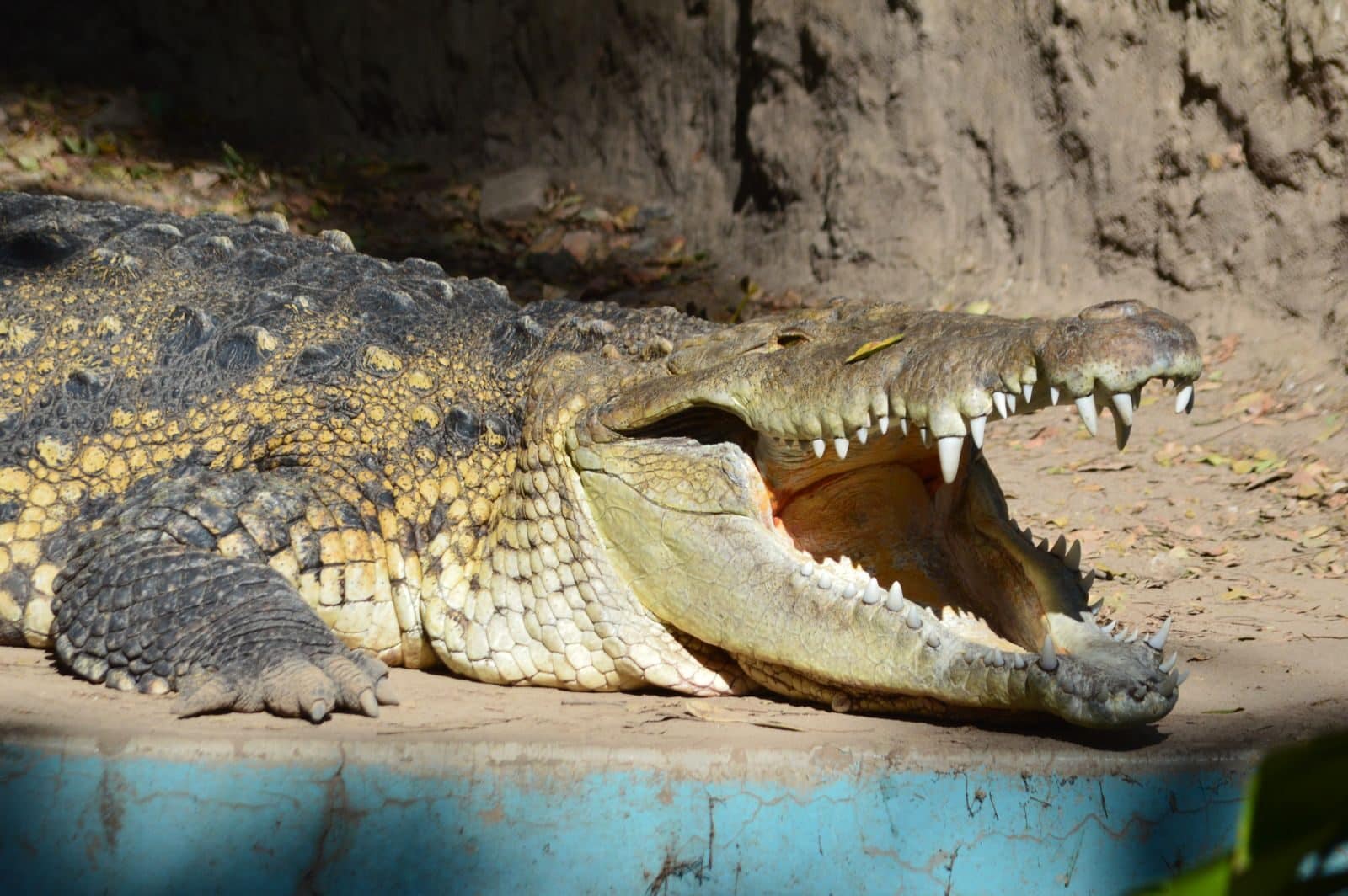 Close-up of a crocodile basking in the sun, showcasing its sharp teeth and textured scales.