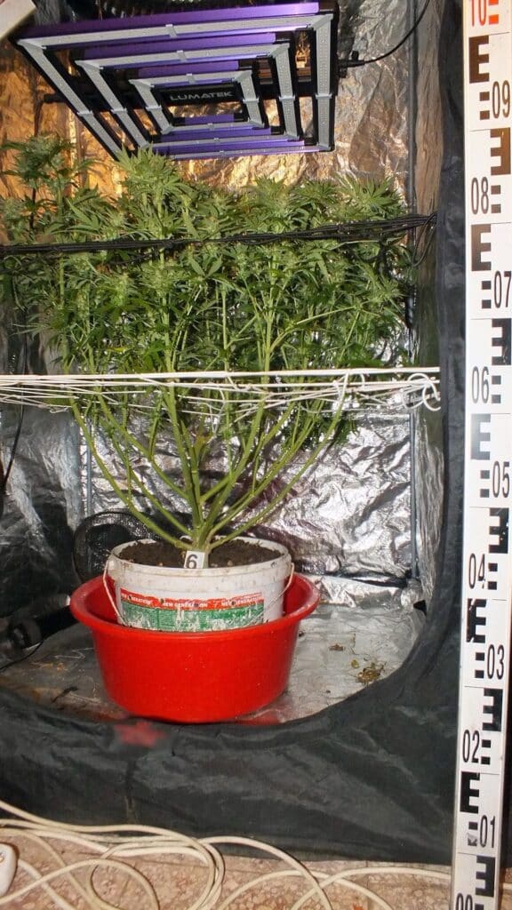 Nagykanizsai illegális kertészet: több mint 2 kiló cannabist találtak a rendőrök