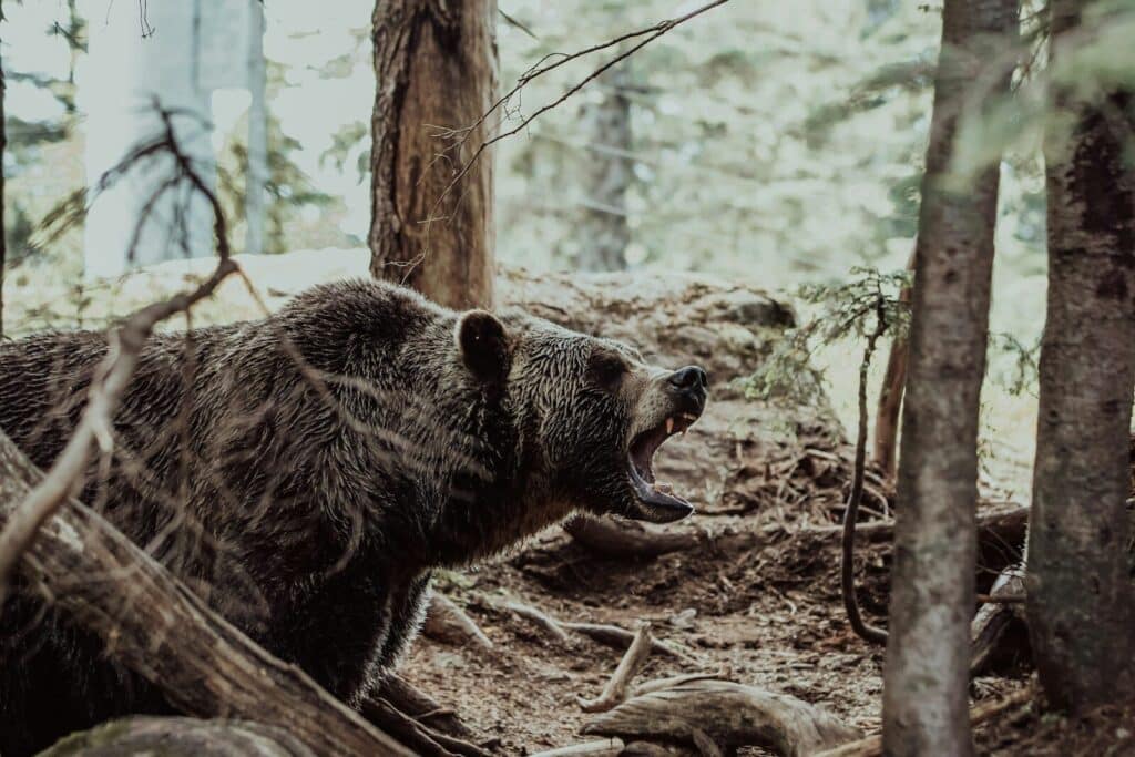 Polgármesterre támadt a medve Székelyvarságon