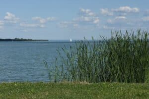 A sailboat on a large blue lake with reeds.