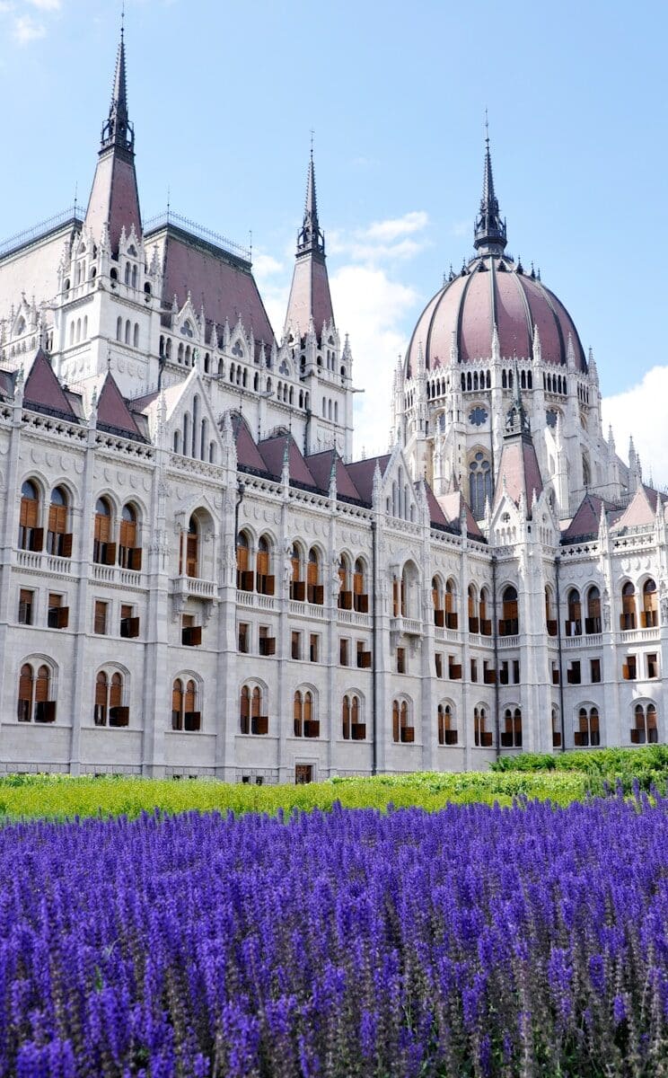 building near flowering plants during daytime