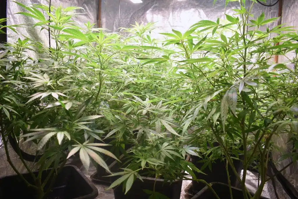 Hol van már a betyárbecsület: betörő dobta fel a termesztőt