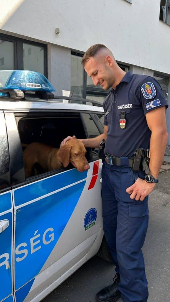 Két nap alatt egy szökött vizslát és egy látássérült egerészölyvet is megmentettek a II. kerületi rendőrök