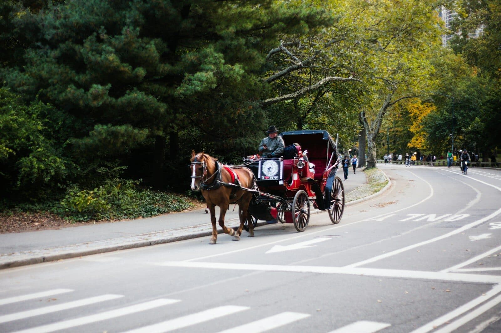 a horse carriage on the street