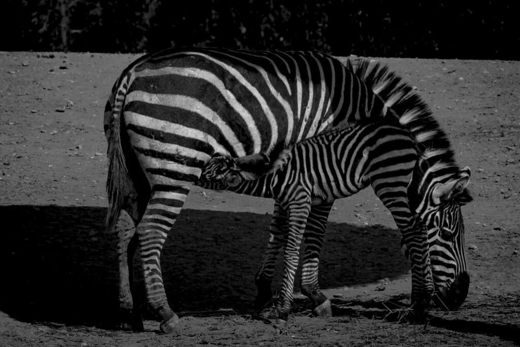 Három zebra megfagyott Hatvanpusztán, egy negyedik állat elhullását még vizsgálja a kormányhivatal