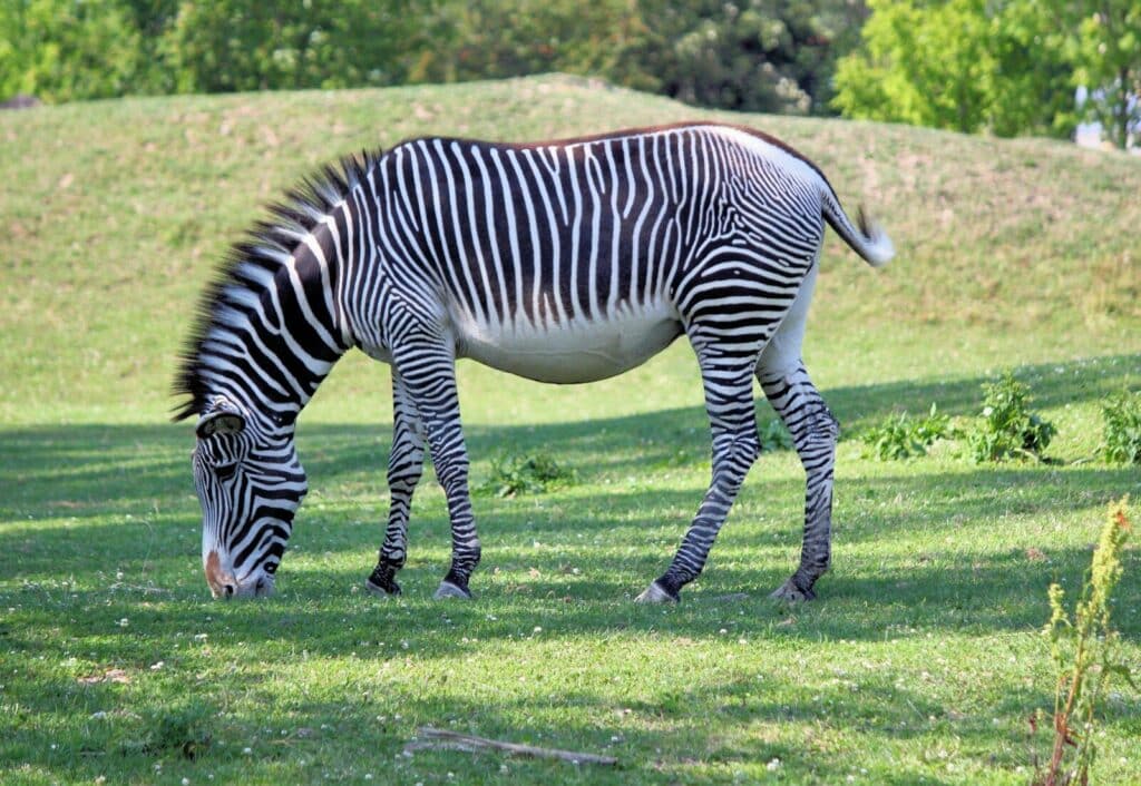 Tizenhét zebra fordult meg Hatvanpusztán: videóban üzent Gajdos László miniszter