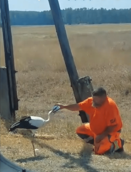A Magyar Közút dolgozója itatott meg egy gólyát az út szélén