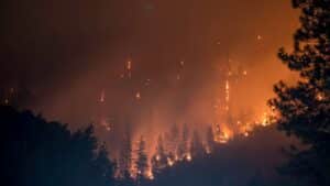 trees on fire