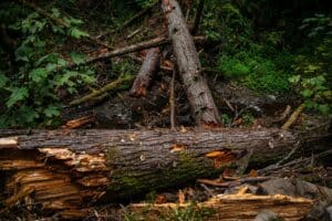 A bear is standing on a log in the woods