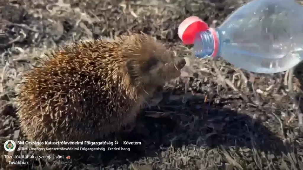 Tűzoltók itatták meg a szomjas sünit az átányi tűzoltás után