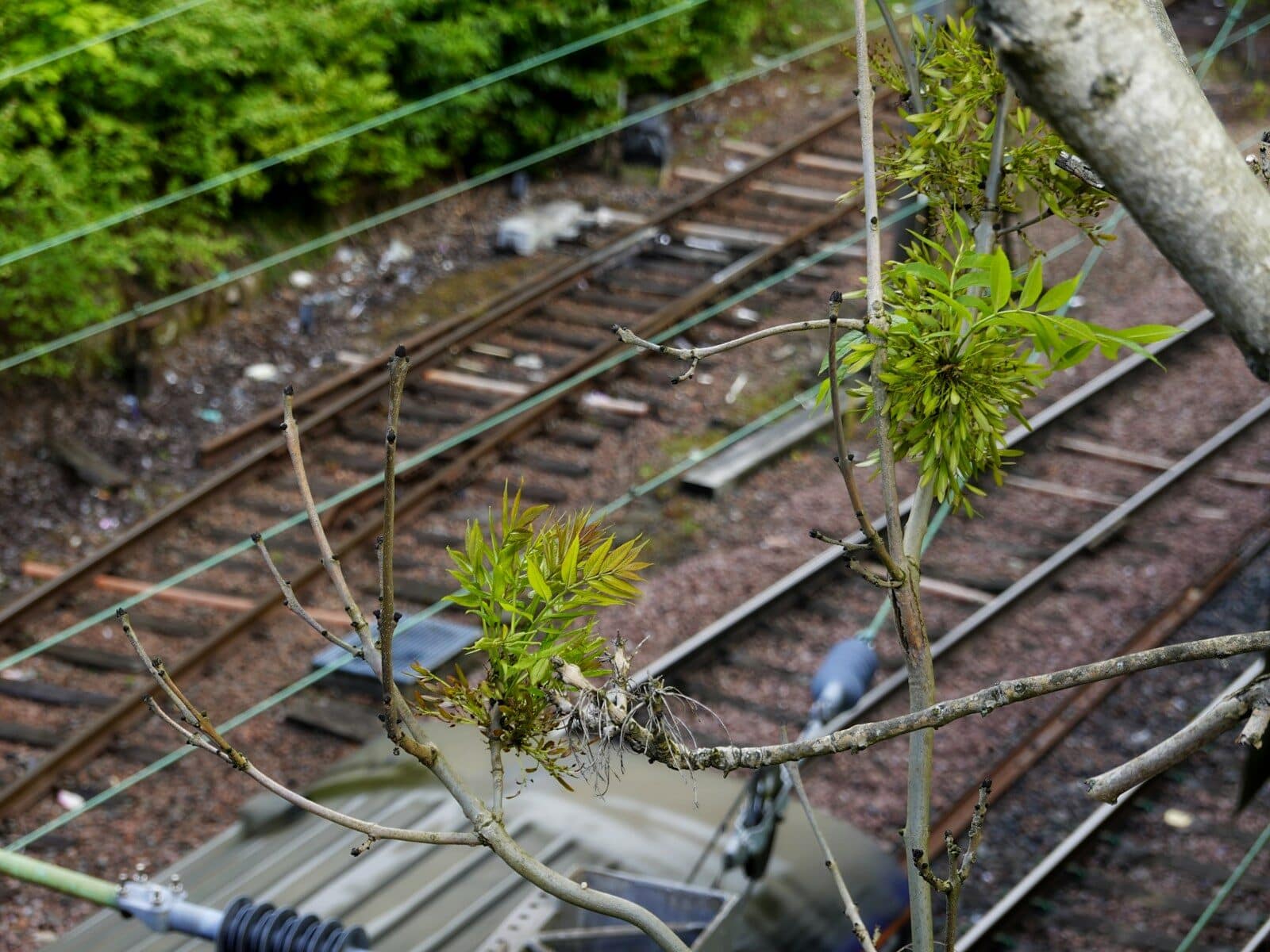Train tracks seen from above through tree branches.