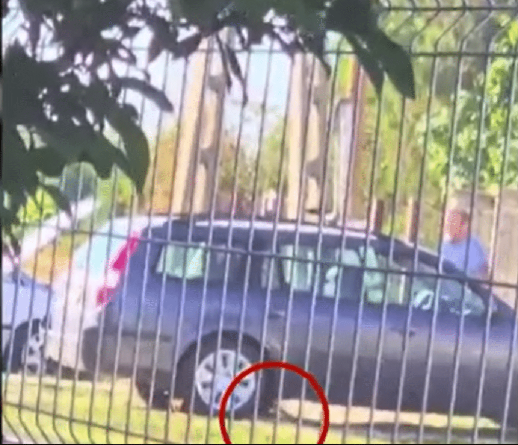 kutya bántalmazása