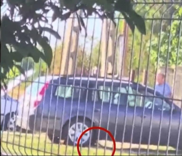 kutya bántalmazása